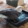 National Eagle Center: An Eagle Takes A Bath