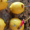 America’s Fun Science: Make a Lemon Battery